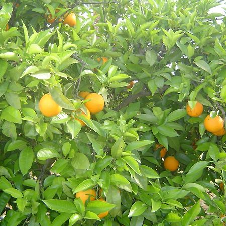 Quinta Dos Oliveiras Bed & Breakfast Carvoeiro  Ngoại thất bức ảnh